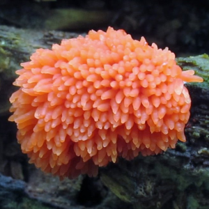 Tubifera Ferruginosa1 — fungi (mushrooms and slime molds) option 64