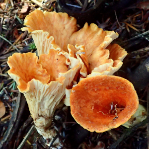 Turbinellus Floccosus 1 — fungi (mushrooms and slime molds) option 65