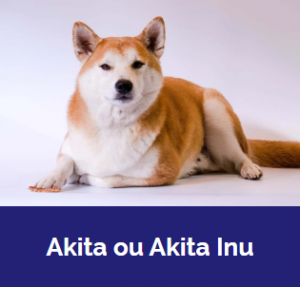 Captura De Tela 2025 11 09 015800 — MELHORES CACHORROS QUE TEM option 2