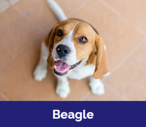 Captura De Tela 2025 11 09 015808 — MELHORES CACHORROS QUE TEM option 3