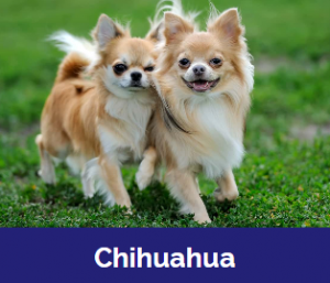 Captura De Tela 2025 11 09 015816 — MELHORES CACHORROS QUE TEM option 4