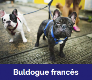 Captura De Tela 2025 11 09 015824 — MELHORES CACHORROS QUE TEM option 5
