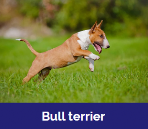 Captura De Tela 2025 11 09 015842 — MELHORES CACHORROS QUE TEM option 7