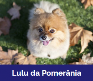 Captura De Tela 2025 11 09 015850 — MELHORES CACHORROS QUE TEM option 8