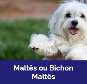 Captura De Tela 2025 11 09 015904 — MELHORES CACHORROS QUE TEM option 10