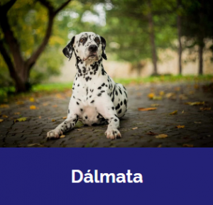 Captura De Tela 2025 11 09 015912 — MELHORES CACHORROS QUE TEM option 11
