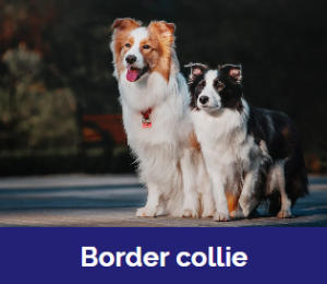 Captura De Tela 2025 11 09 015920 — MELHORES CACHORROS QUE TEM option 12