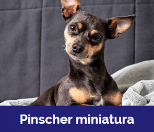 Captura De Tela 2025 11 09 015928 — MELHORES CACHORROS QUE TEM option 13