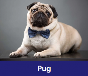 Captura De Tela 2025 11 09 015934 — MELHORES CACHORROS QUE TEM option 14