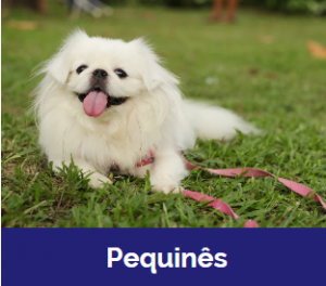 Captura De Tela 2025 11 09 015949 — MELHORES CACHORROS QUE TEM option 16