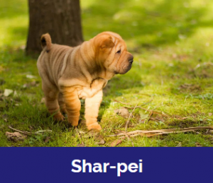 Captura De Tela 2025 11 09 015958 — MELHORES CACHORROS QUE TEM option 17