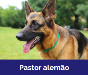 Captura De Tela 2025 11 09 020053 — MELHORES CACHORROS QUE TEM option 23