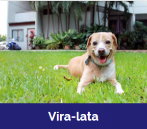 Captura De Tela 2025 11 09 020125 — MELHORES CACHORROS QUE TEM option 26
