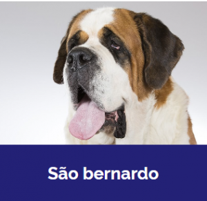 Captura De Tela 2025 11 09 020150 — MELHORES CACHORROS QUE TEM option 28