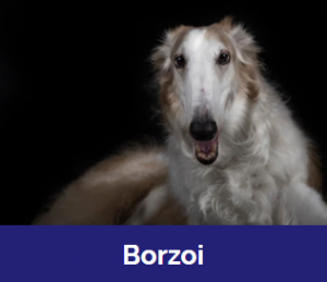 Captura De Tela 2025 11 09 020213 — MELHORES CACHORROS QUE TEM option 30
