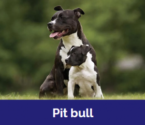 Captura De Tela 2025 11 09 020337 — MELHORES CACHORROS QUE TEM option 33