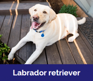 Captura De Tela 2025 11 09 020412 — MELHORES CACHORROS QUE TEM option 34
