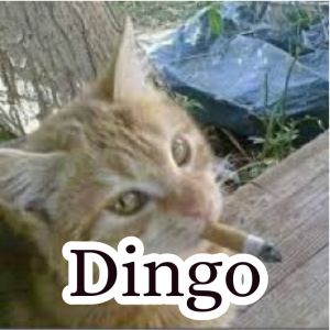 Zzzzz 1755933450dingo — Schlatt Community Discord ^_^ option 41