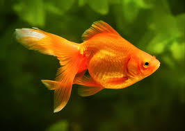 Zzzzz 1752247675fish — Apoq characters option 7