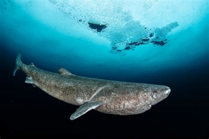 Greenland Shark — Dream Blunt Rotation option 30