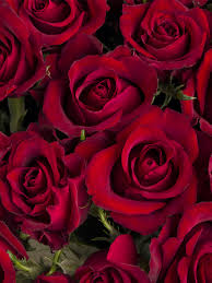 Zzzzz 1767979723roses — flower ranking list option 2