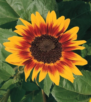 Zzzzz 1767980115sunflower — flower ranking list option 3