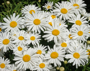 Zzzzz 1767980828daisy — flower ranking list option 7