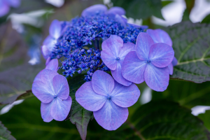 Zzzzz 1767980828hydespopstar — flower ranking list option 10