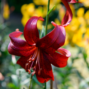 Zzzzz 1767980829tiger Lily — flower ranking list option 9