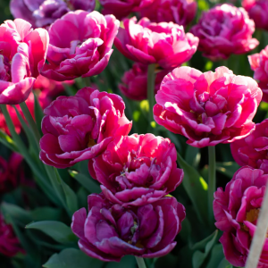 Zzzzz 1767980829tulip Margarita — flower ranking list option 4