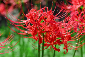 Zzzzz 1767980962red Spider Lily — flower ranking list option 11