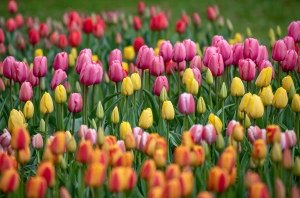 Zzzzz 1767980962regular Tulip — flower ranking list option 13