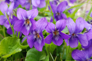 Zzzzz 1767982428violet — flower ranking list option 5