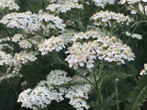 Zzzzz 1767982428yarrow — flower ranking list option 6