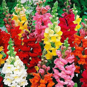 Zzzzz 1767982471snapdragon — flower ranking list option 14