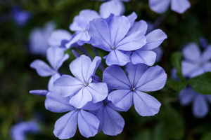 Zzzzz 1767982508periwinkle — flower ranking list option 18