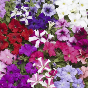 Zzzzz 1767982508petunia — flower ranking list option 20