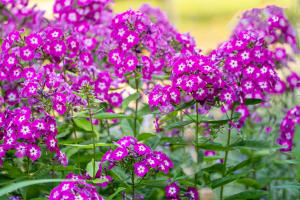 Zzzzz 1767982508phlox — flower ranking list option 22