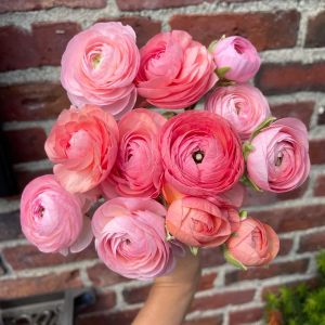 Zzzzz 1767982509ranunculus — flower ranking list option 12
