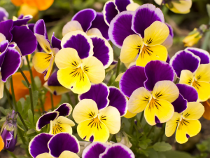 Zzzzz 1767982555pansy — flower ranking list option 21