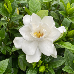 Zzzzz 1767982597gardenia — flower ranking list option 19