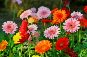 Zzzzz 1767982597gerbera Daisy — flower ranking list option 8