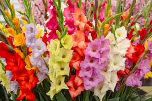 Zzzzz 1767982597gladiolus — flower ranking list option 17