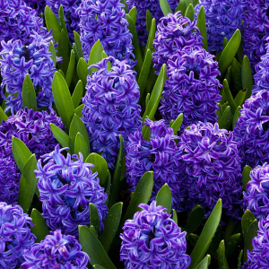 Zzzzz 1767982597hyacinth — flower ranking list option 16