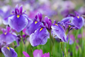 Zzzzz 1767982598iris — flower ranking list option 15