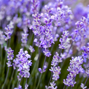 Zzzzz 1767982598lavendar — flower ranking list option 23