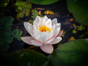 Zzzzz 1767982598lotus — flower ranking list option 24
