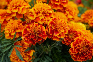 Zzzzz 1767982599marigold — flower ranking list option 26