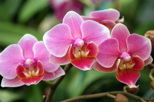 Zzzzz 1767982599mothorchid — flower ranking list option 27