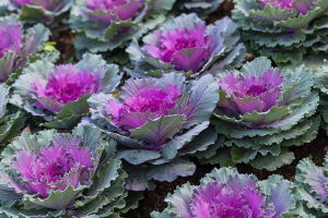 Zzzzz 1767982599ornamental Kale — flower ranking list option 29